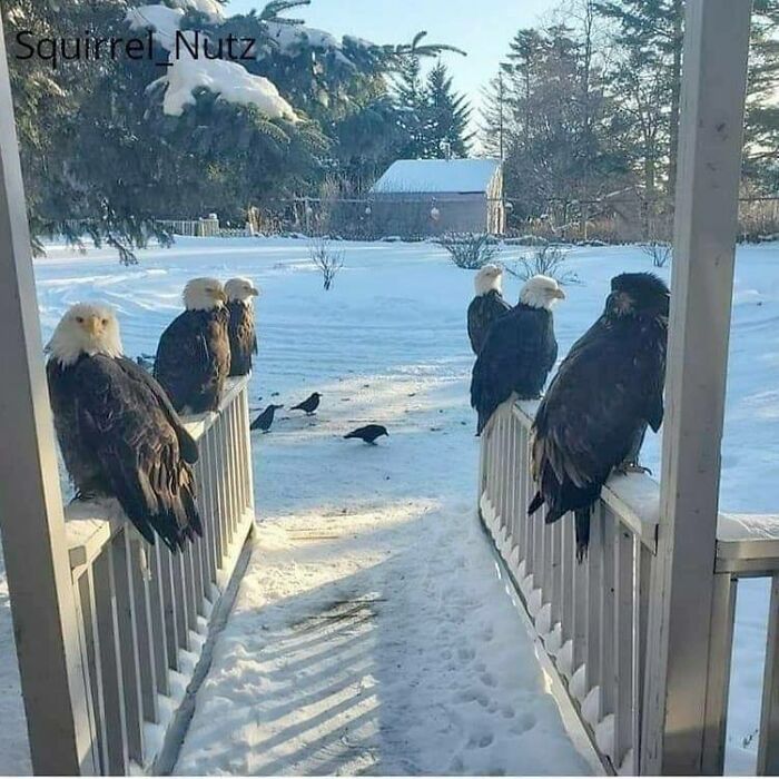 Imagine Finding This On Your Front Porch In The Morning