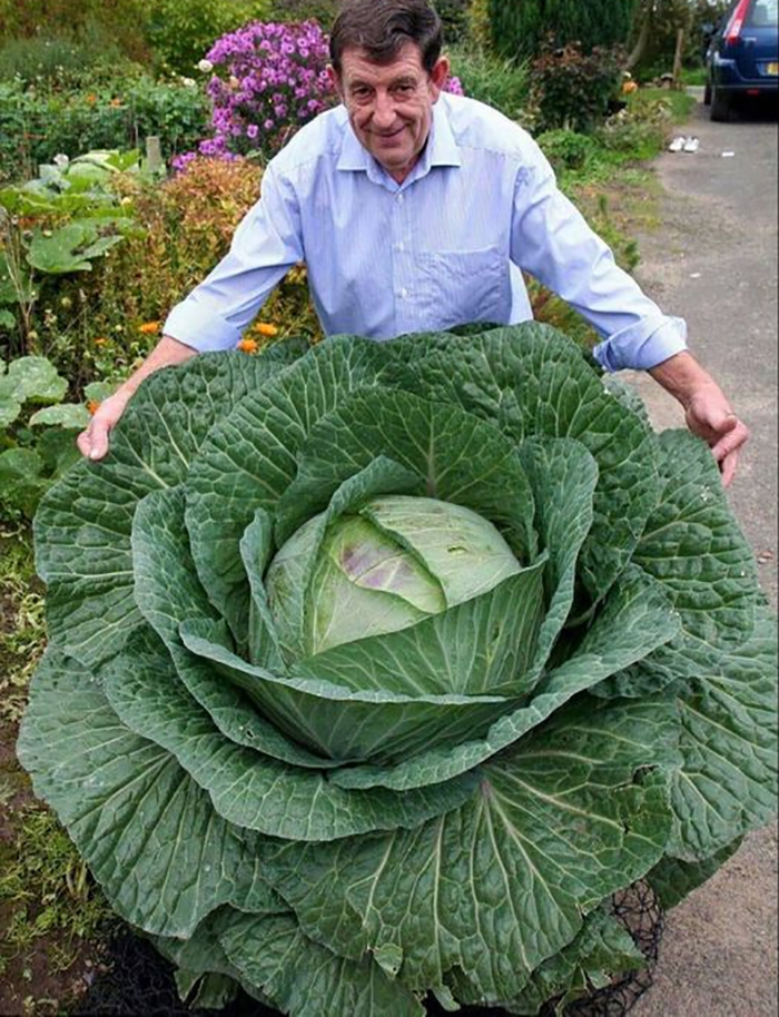 It’s Too Gorgeous To Eat….almost