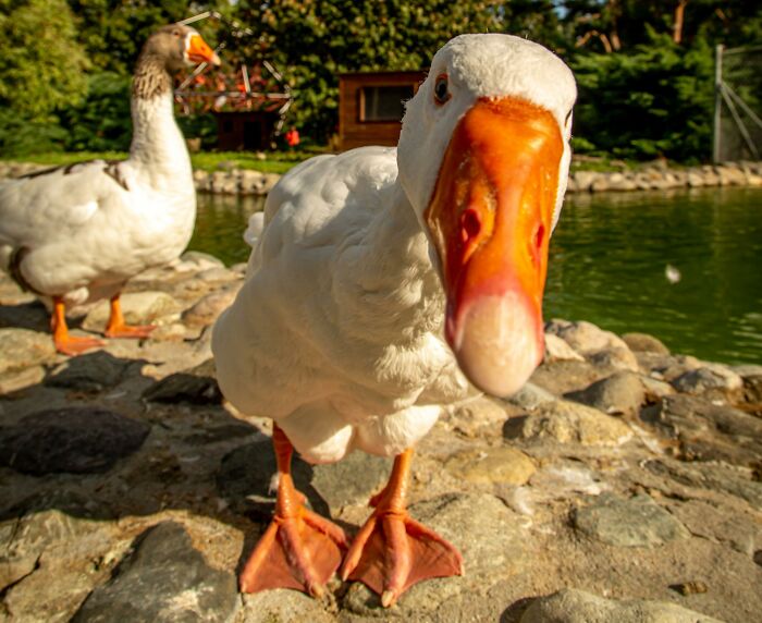 Close-up of a white goose near water, illustrating the fear of going downstairs after turning off the lights alone.