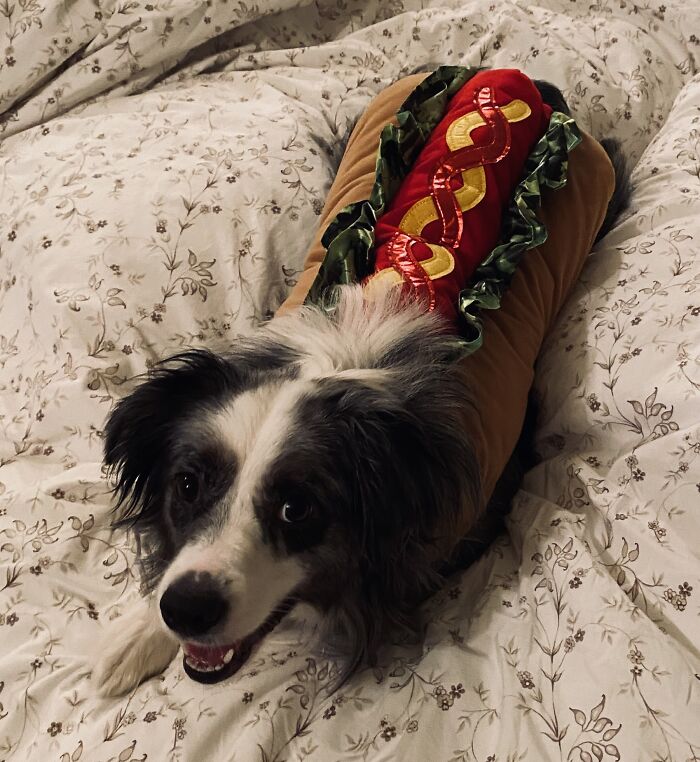 My Hot Diggity Doggo!