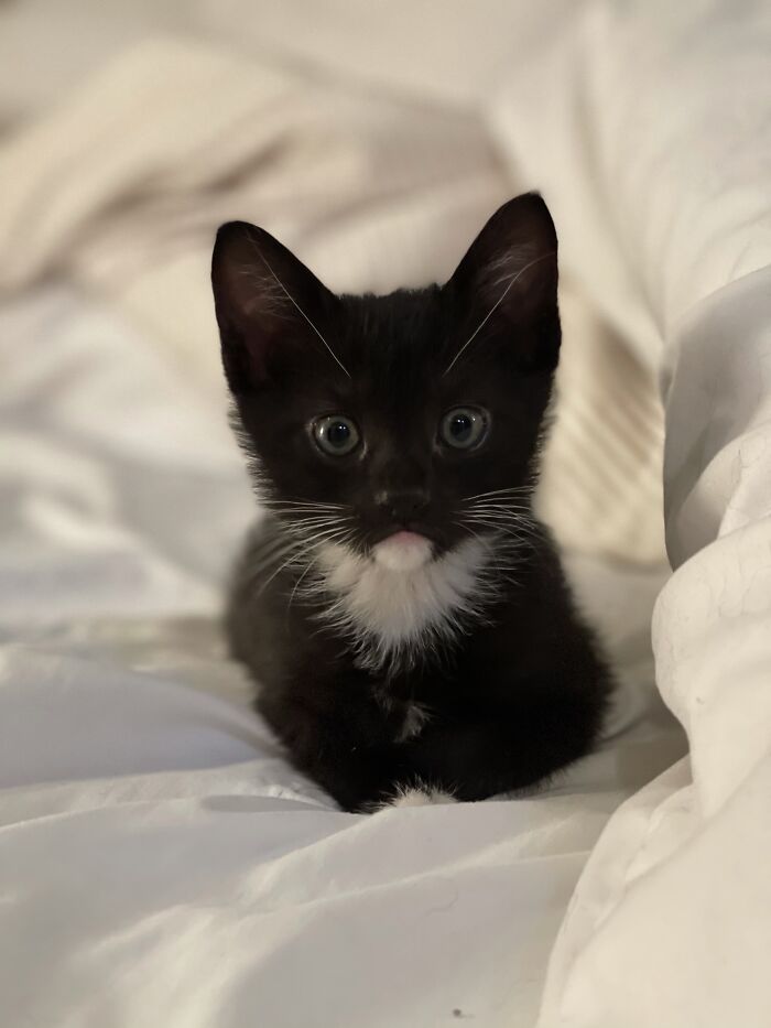 Corvus In “Loaf Mode.” The Suv Driving In Front Of Me Threw A Large Piece Of “Trash” Out Of Their Moving Vehicle. When I Drove Past The “Trash,” It Moved. One Man’s “Trash” Is Another Man’s Treasure!