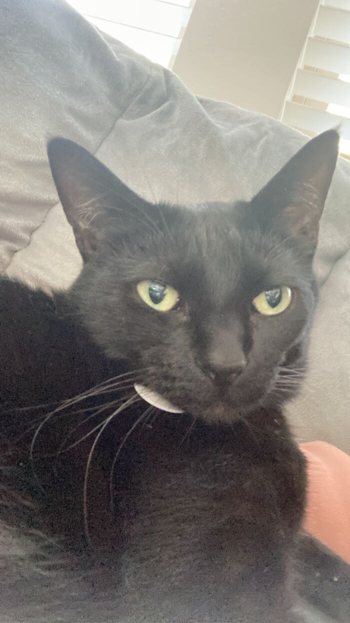 My Cats Cinnamon (Orange Male) And Pepper (Black Female) ❤️