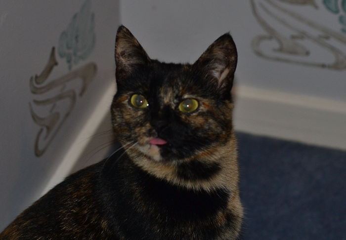 &ldquo;Kevin?&rdquo;: Woman Can Hear Her Neighbor Talk To Her Cat, Ends Up &ldquo;Trolling&rdquo; Him When He&rsquo;s Desperately Looking For It