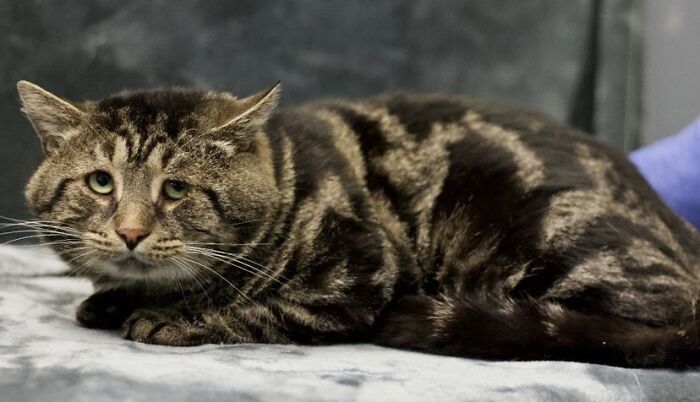 After Going Viral On Twitter, Fishtopher Has Recently Been Adopted And Is Off To Live A Happy Life