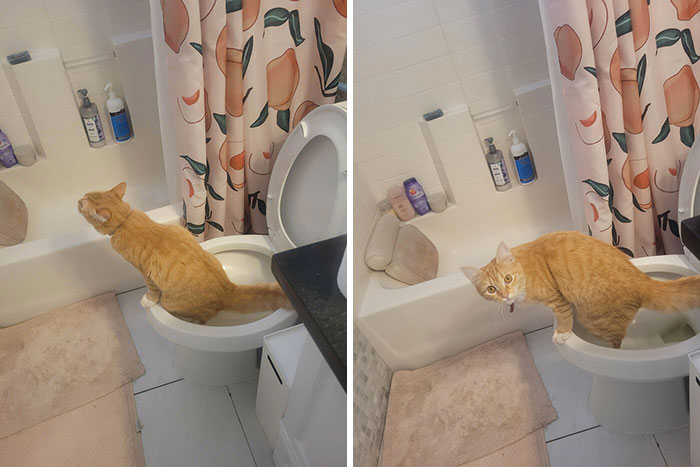Our Cat Isnt Smart Enough To Use The Litter Box, But Thankfully She's So Dumb She's Looped Back Around To Being Smart And Pees In The Toilet