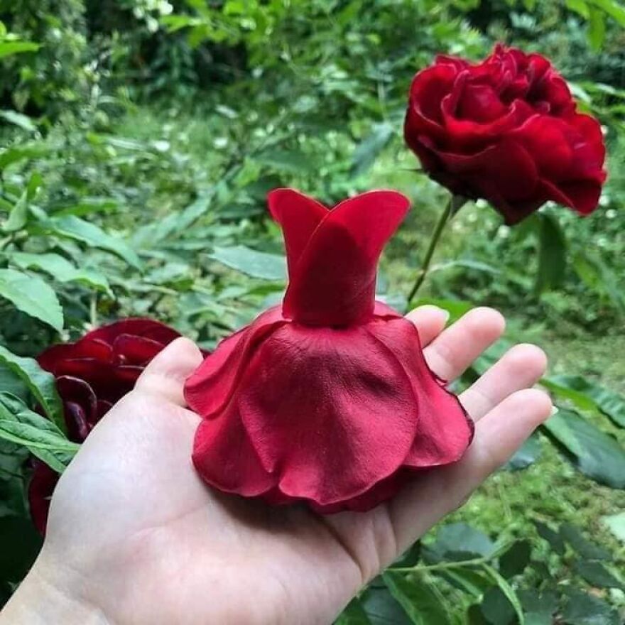 Japanese Artist Makes Delicate And Beautiful "Fairy Dresses"