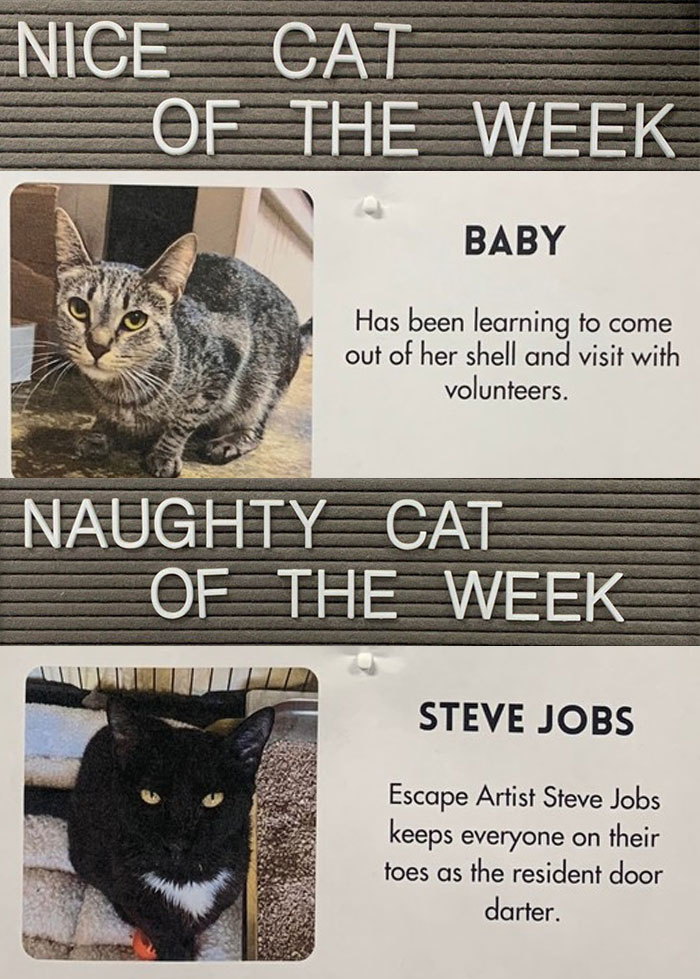 Pet-Shelter-Nice-Naughty-Cat-Of-The-Week-Perrysplacela