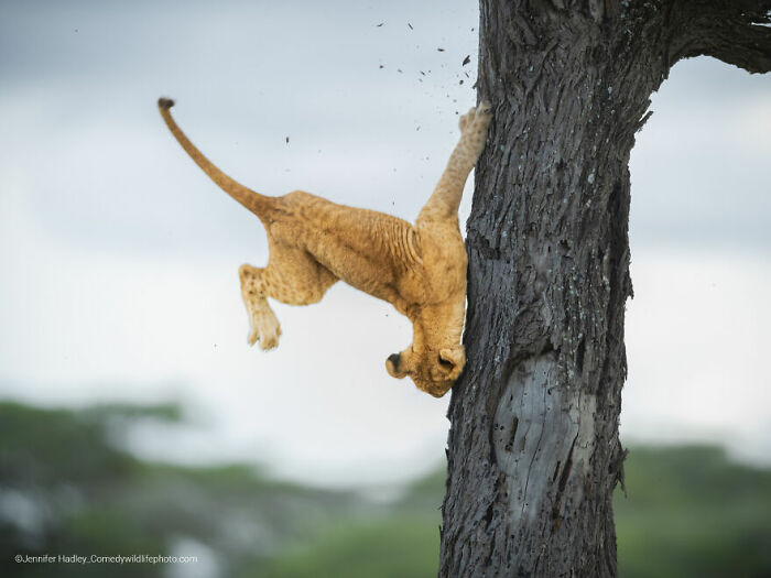 Young lion cub mid-jump onto a tree trunk captured in the Comedy Wildlife Photography Contest 2022 winners.