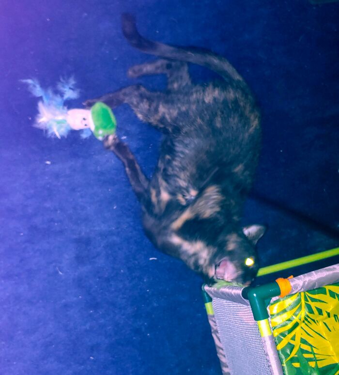 Wanted A Cute Picture Of Cinder Playing But Instead She Transformed Into A Demon