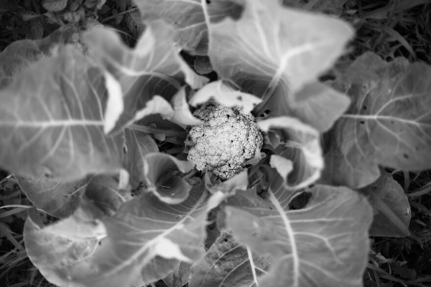 Photography For Your Coffee Break: 32 Photos That I Took