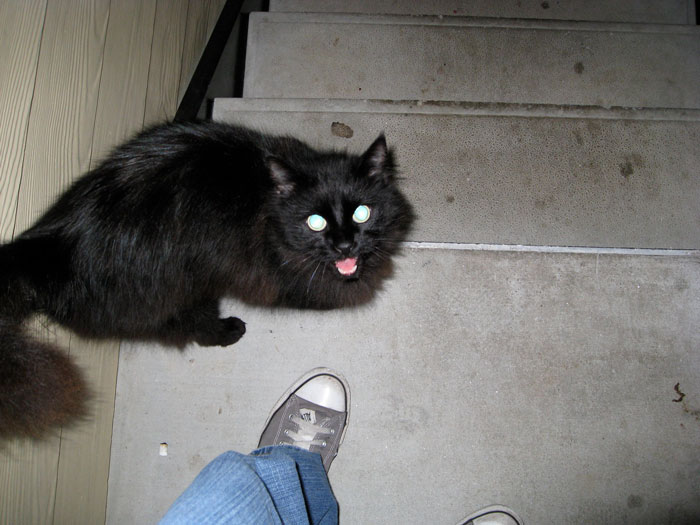 &ldquo;Kevin?&rdquo;: Woman Can Hear Her Neighbor Talk To Her Cat, Ends Up &ldquo;Trolling&rdquo; Him When He&rsquo;s Desperately Looking For It