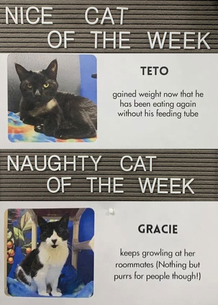 Pet-Shelter-Nice-Naughty-Cat-Of-The-Week-Perrysplacela