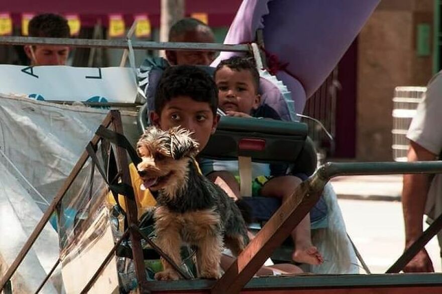 In Brazil, Dogs Make Homeless Children's Lives A Little Less Sad (30 Pics)