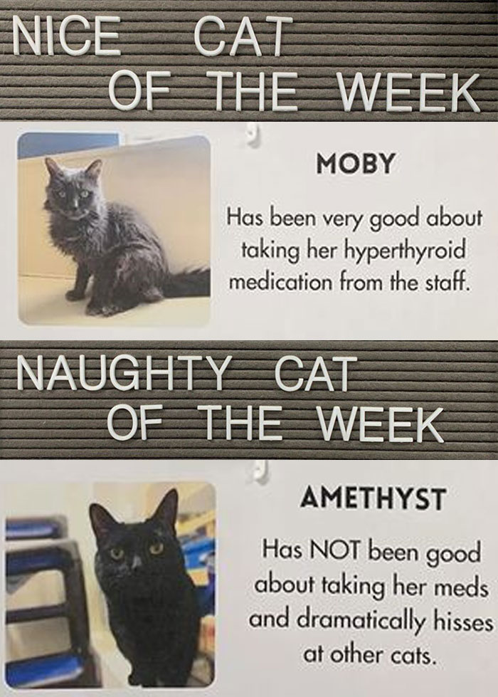 Pet-Shelter-Nice-Naughty-Cat-Of-The-Week-Perrysplacela
