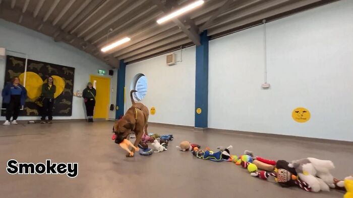 23 Dogs Were Allowed To Pick Their Own Christmas Gifts At Animal Shelter, And Here’s What Happened 23 Dogs Were Allowed To Pick Their Own Christmas Gifts At Animal Shelter, And Here’s What Happened