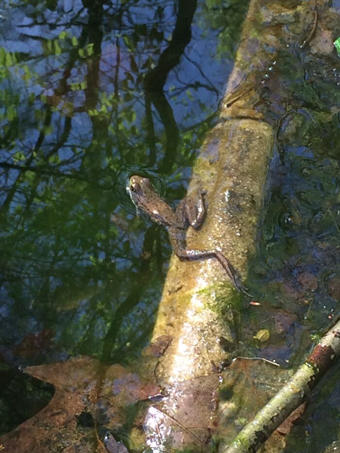 Leap Of Faith Into The Water
