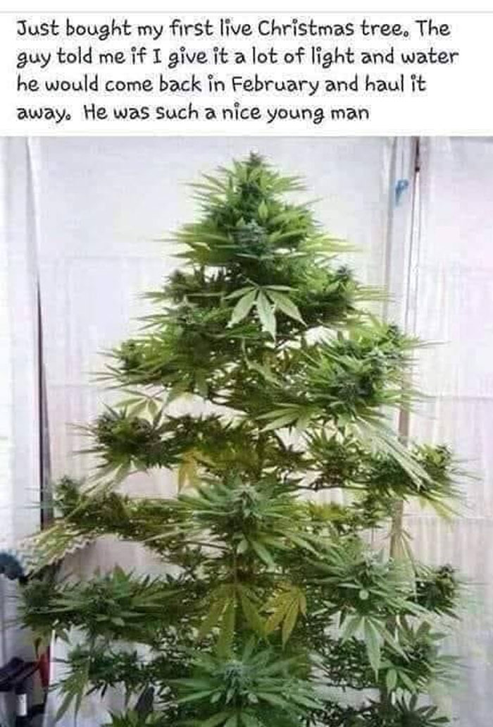 Canadian meme showing a m*******a plant humorously mistaken for a Christmas tree.