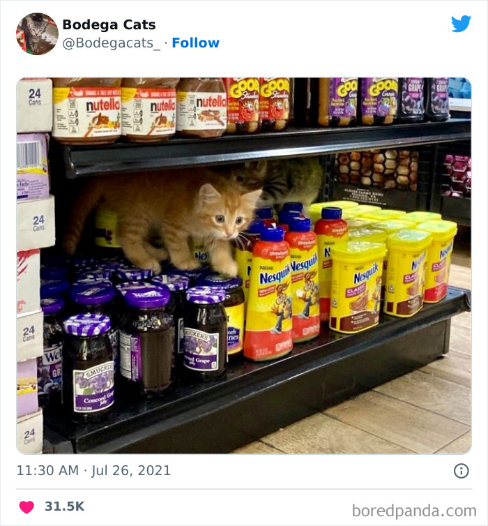 Funny-Shop-Cats-Pictures