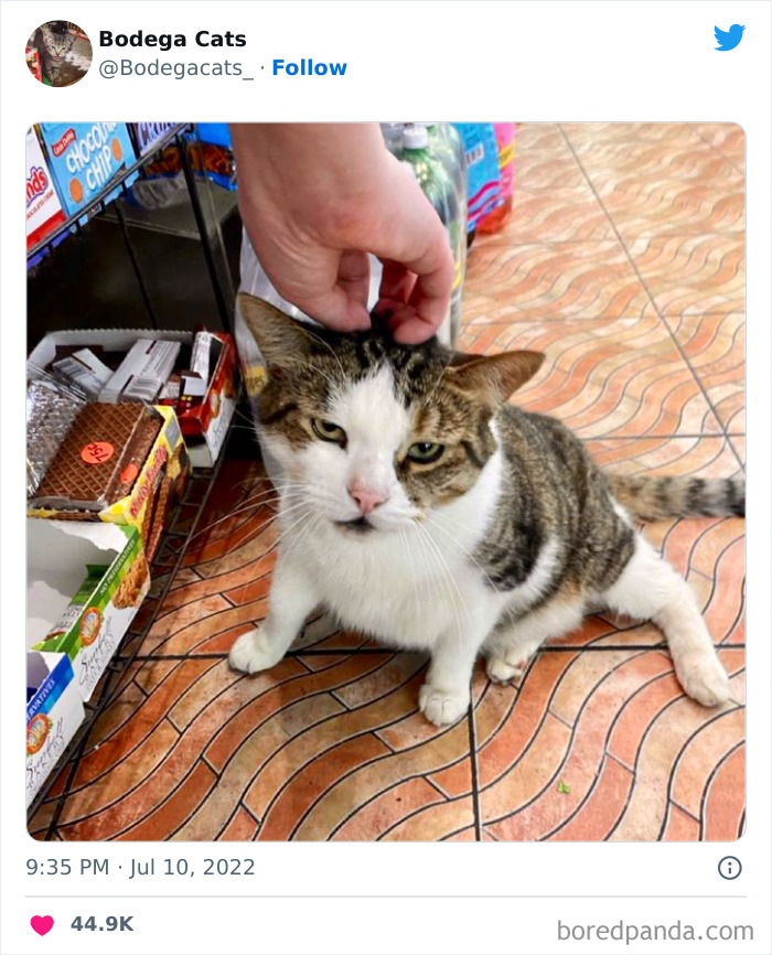 Funny-Shop-Cats-Pictures