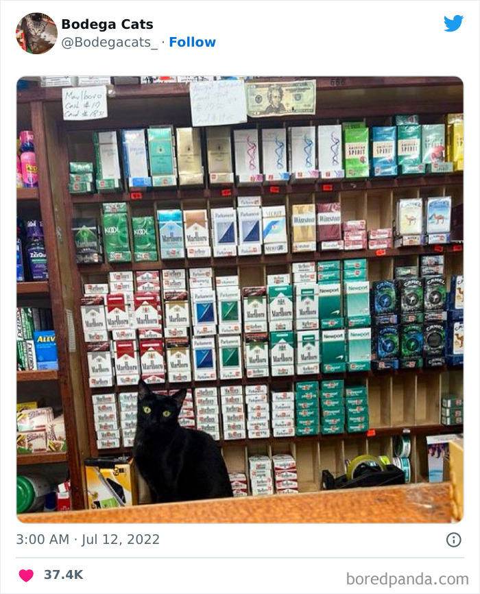 Funny-Shop-Cats-Pictures