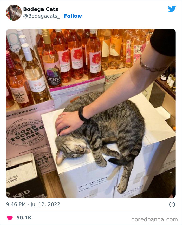 Funny-Shop-Cats-Pictures