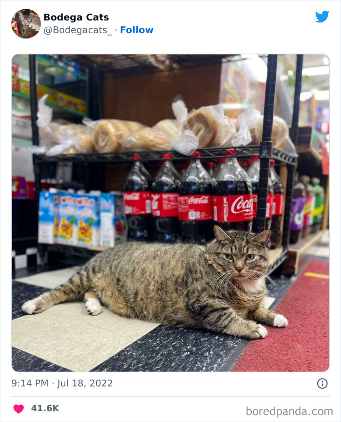 Funny-Shop-Cats-Pictures