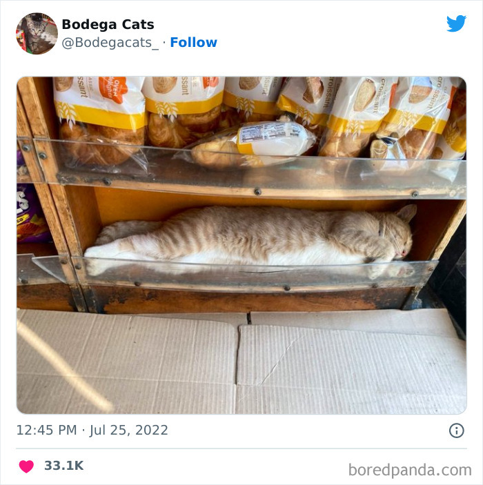 Funny-Shop-Cats-Pictures