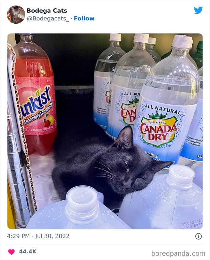 Funny-Shop-Cats-Pictures