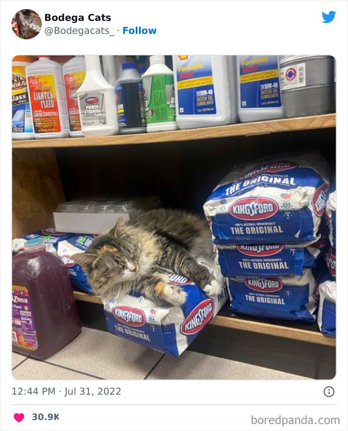 Funny-Shop-Cats-Pictures