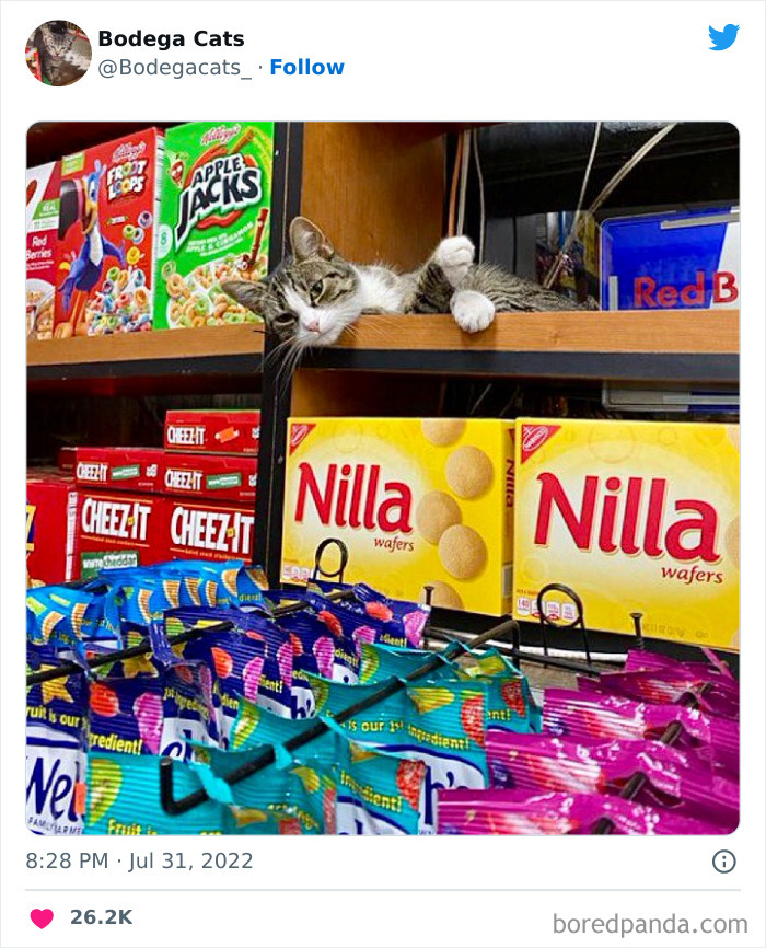 Funny-Shop-Cats-Pictures