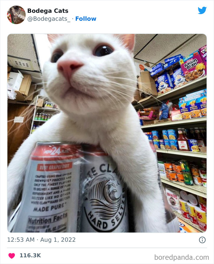 Funny-Shop-Cats-Pictures