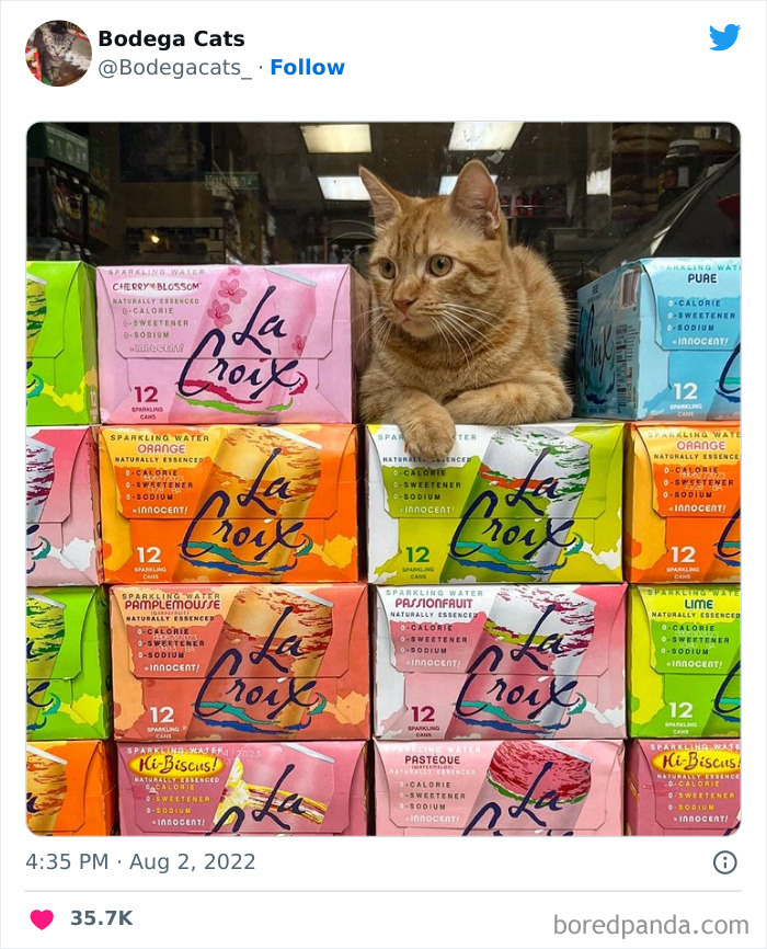 Funny-Shop-Cats-Pictures