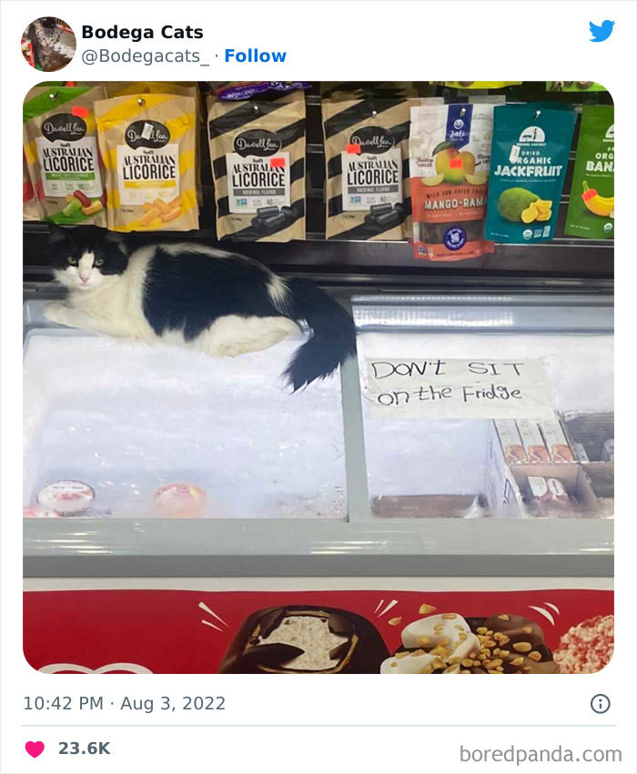 Funny-Shop-Cats-Pictures