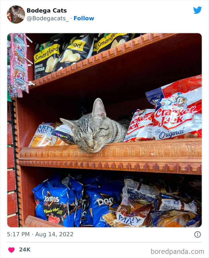 Funny-Shop-Cats-Pictures