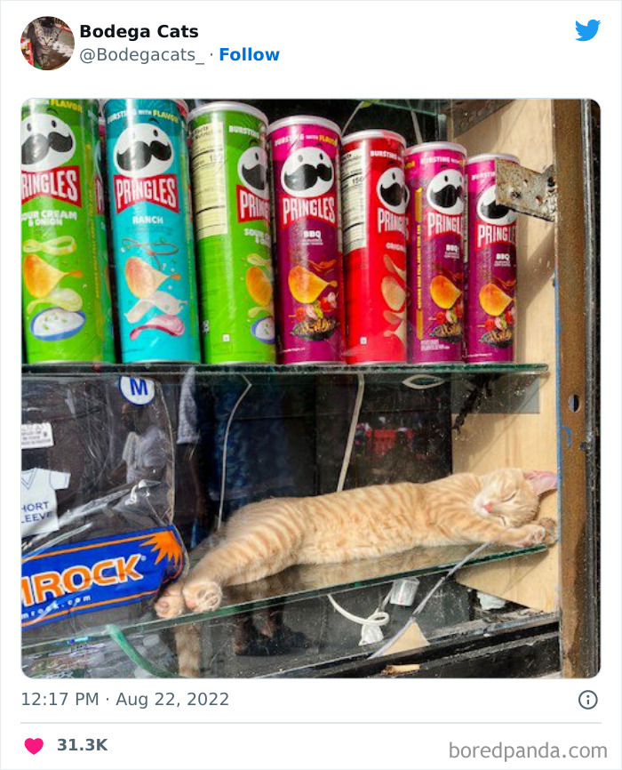 Funny-Shop-Cats-Pictures