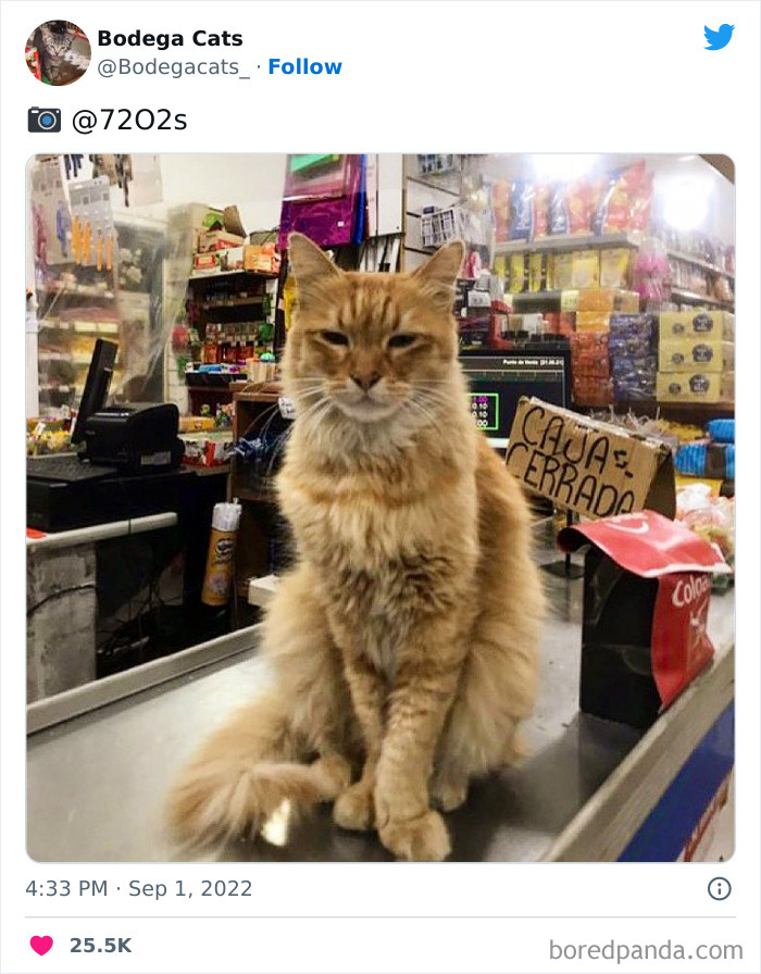 Funny-Shop-Cats-Pictures