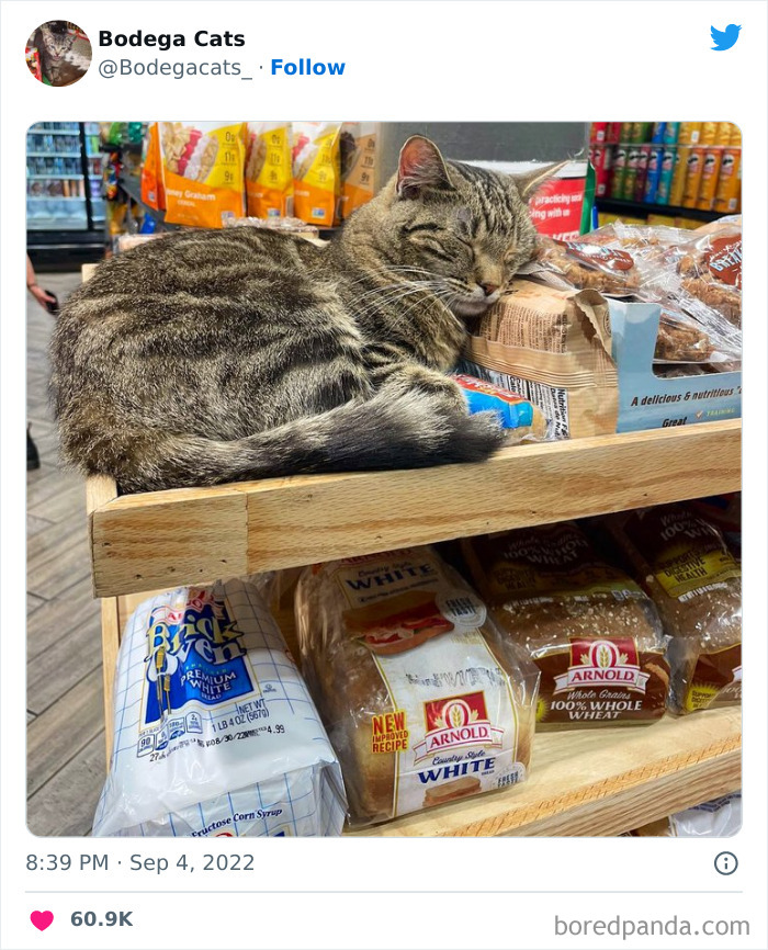 Funny-Shop-Cats-Pictures