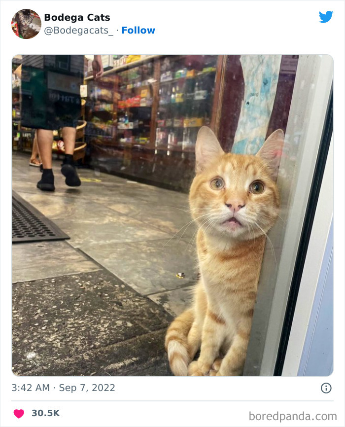 Funny-Shop-Cats-Pictures