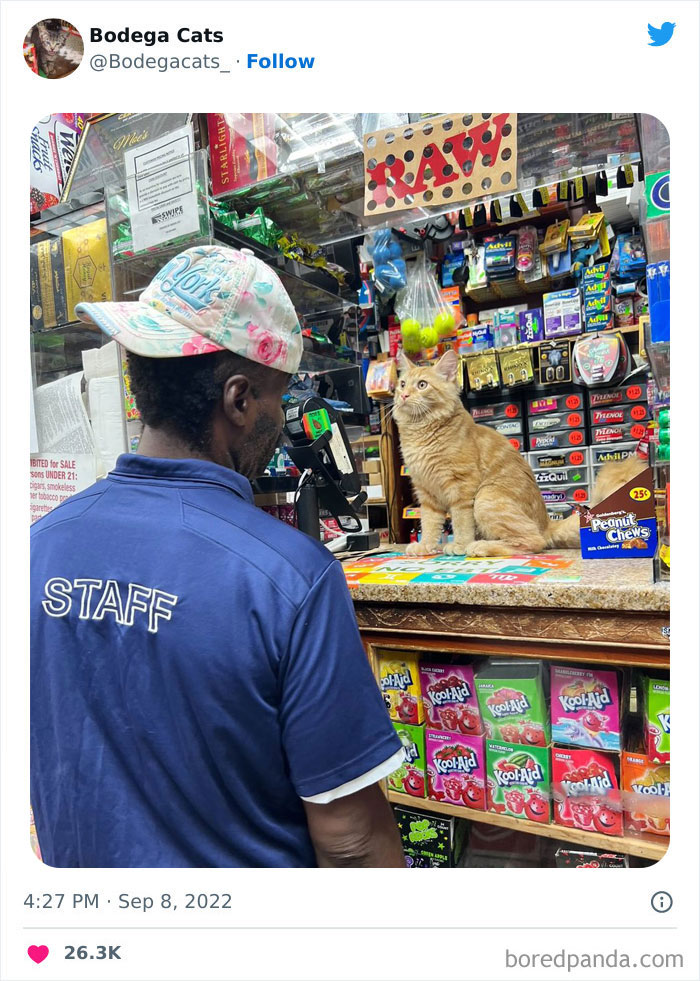 Funny-Shop-Cats-Pictures