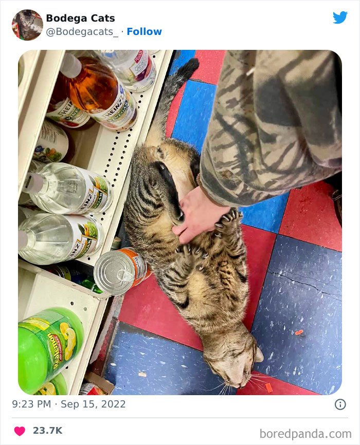 Funny-Shop-Cats-Pictures