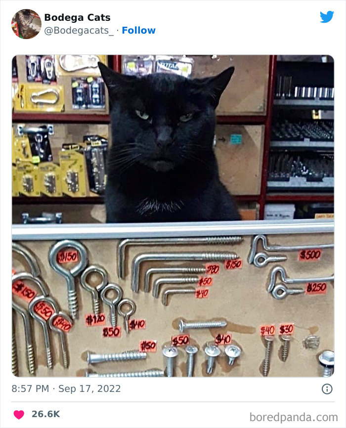 Funny-Shop-Cats-Pictures