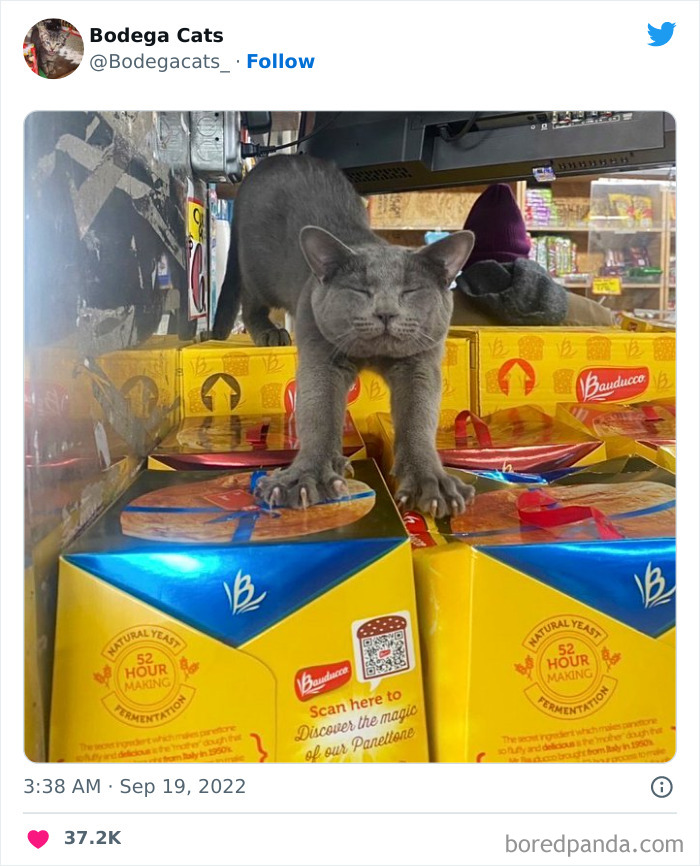 Funny-Shop-Cats-Pictures