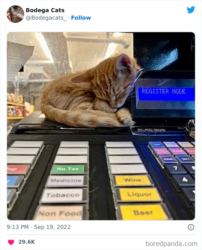 Funny-Shop-Cats-Pictures