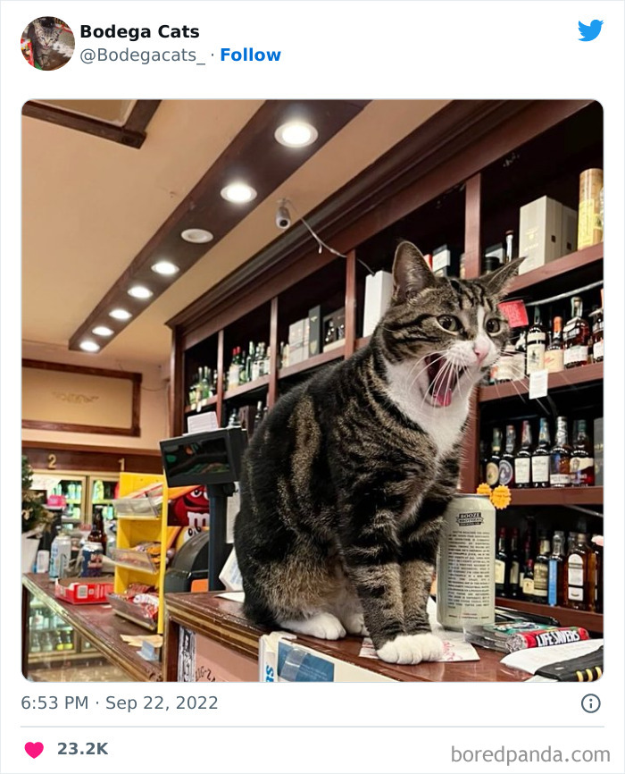 Funny-Shop-Cats-Pictures