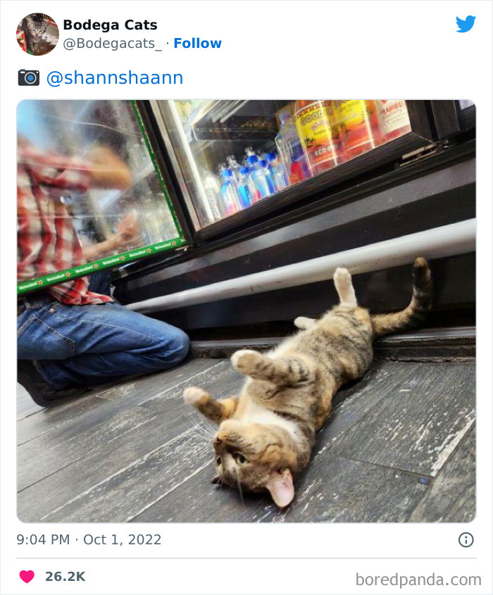 Funny-Shop-Cats-Pictures