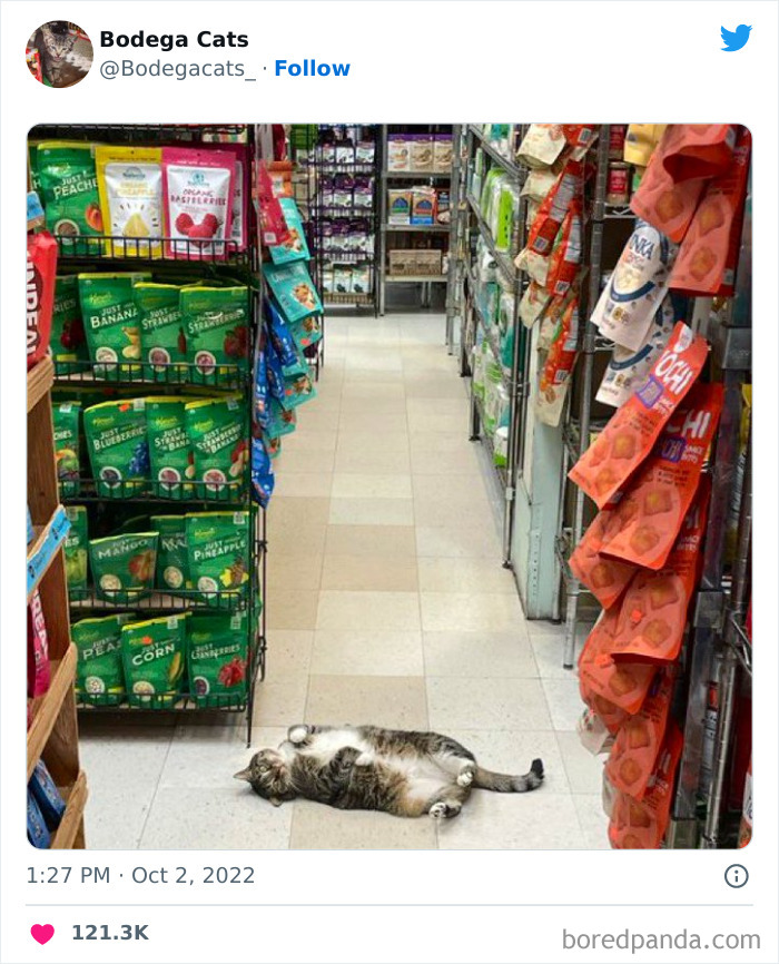 Funny-Shop-Cats-Pictures
