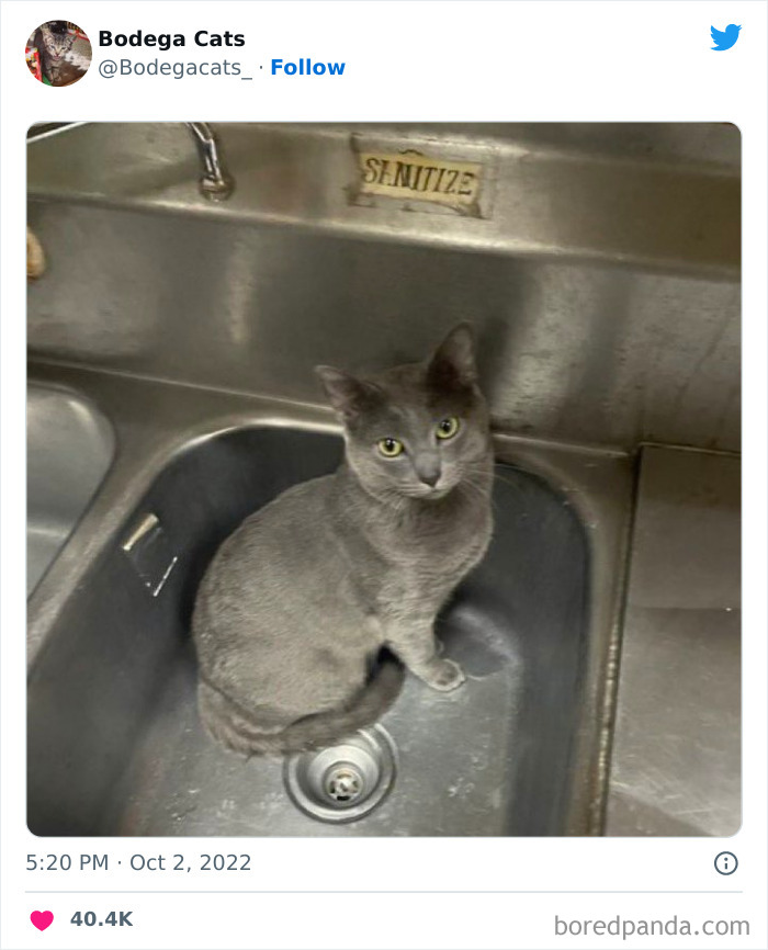 Funny-Shop-Cats-Pictures