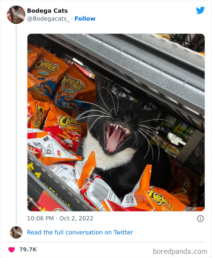 Funny-Shop-Cats-Pictures