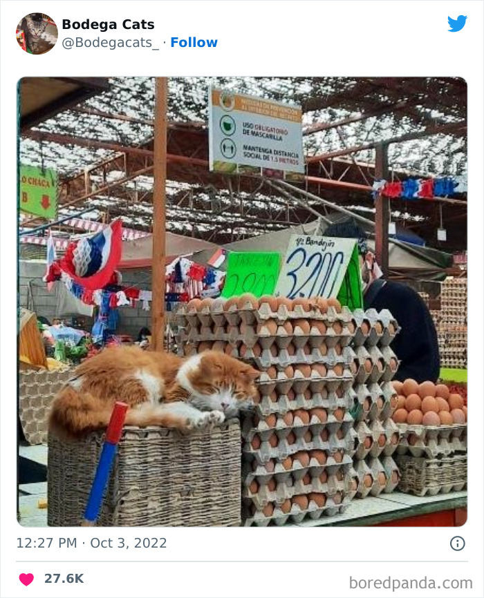 Funny-Shop-Cats-Pictures