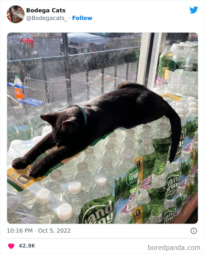 Funny-Shop-Cats-Pictures